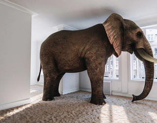 Elephant in the room